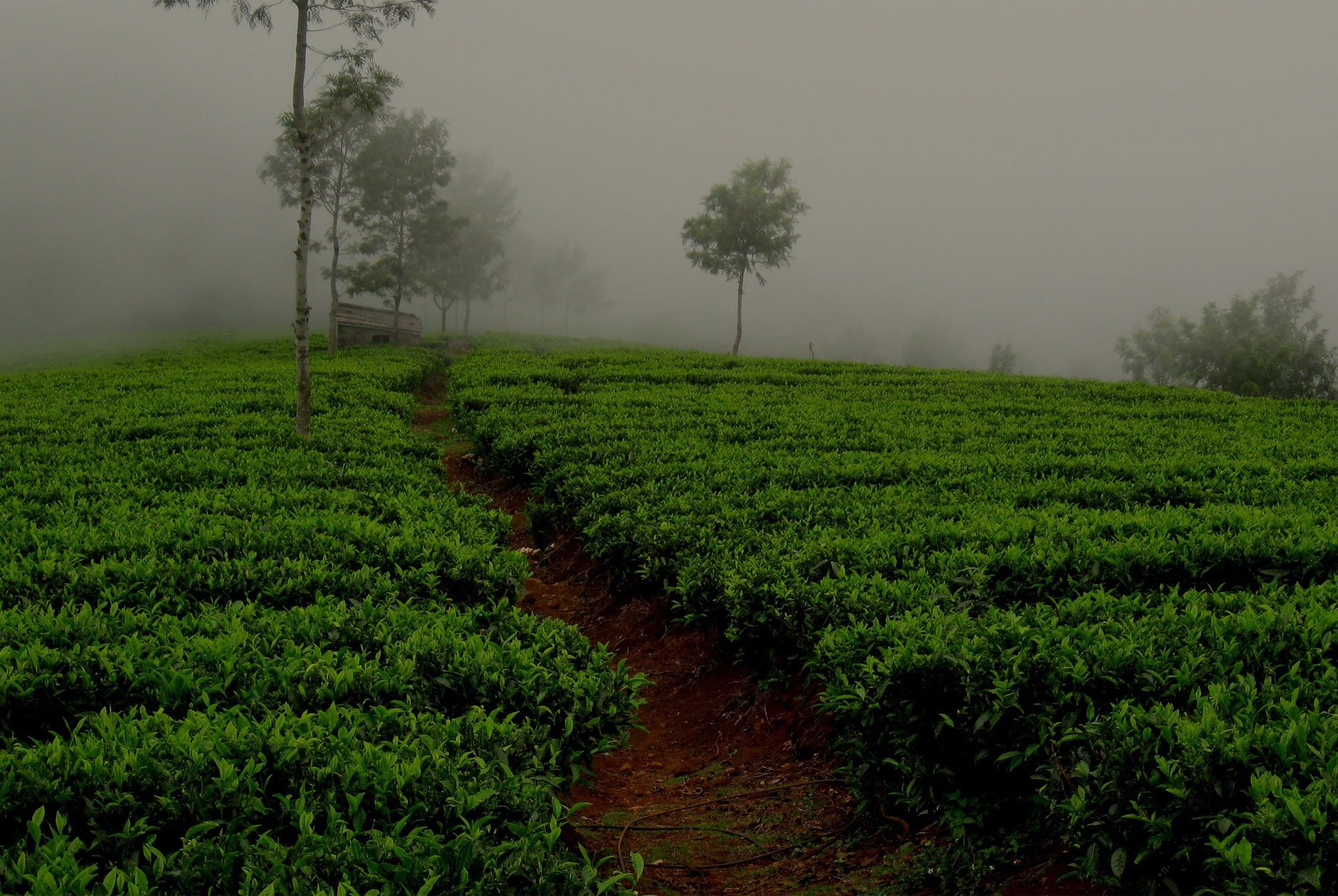 Darjeeling