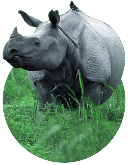Assam